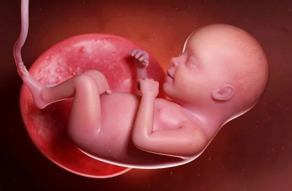 Arizona bill requiring public schools to teach fetal development passes Senate